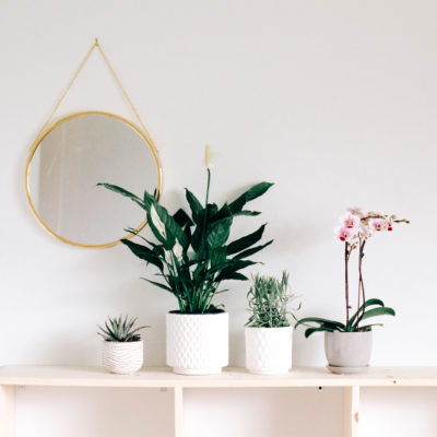 Seven Indoor Plants Even You Can’t Kill