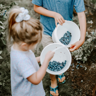 Klaassen Farms Blueberry U-Pick Season Officially Open | GIVEAWAY